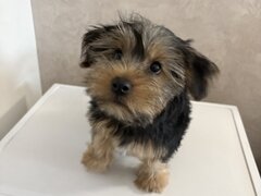 Pui de Yorkshire Terrier mascul 4 luni