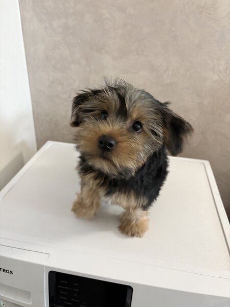 Pui de Yorkshire Terrier mascul 4 luni