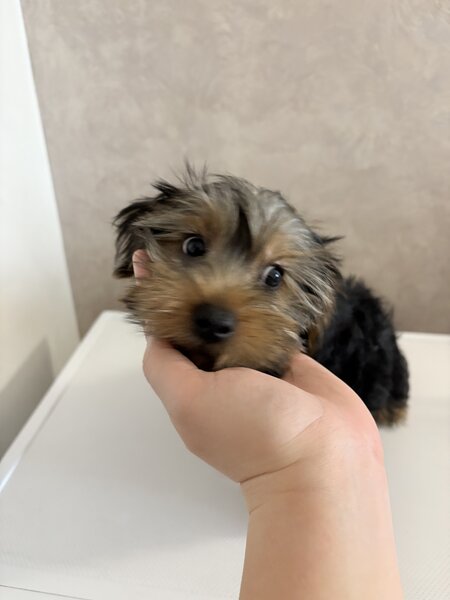 Pui de Yorkshire Terrier mascul 4 luni