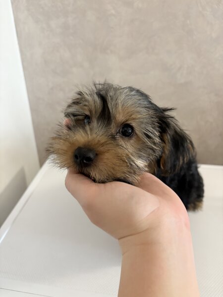 Pui de Yorkshire Terrier mascul 4 luni