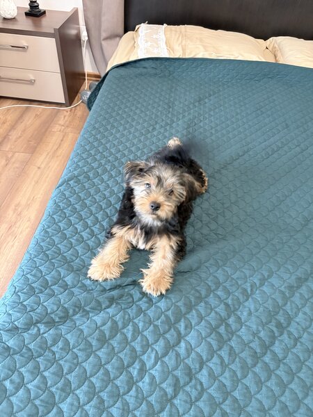 Pui de Yorkshire Terrier mascul 4 luni