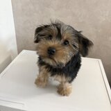 Pui de Yorkshire Terrier mascul 4 luni