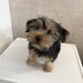 Pui de Yorkshire Terrier mascul 4 luni
