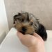 Pui de Yorkshire Terrier mascul 4 luni
